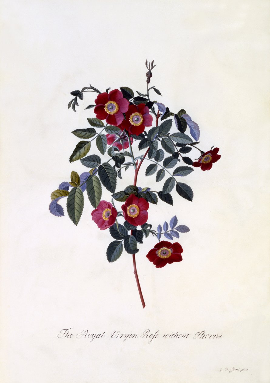 La rose vierge royale sans épines, vers 1745 - Georg Dionysius Ehret