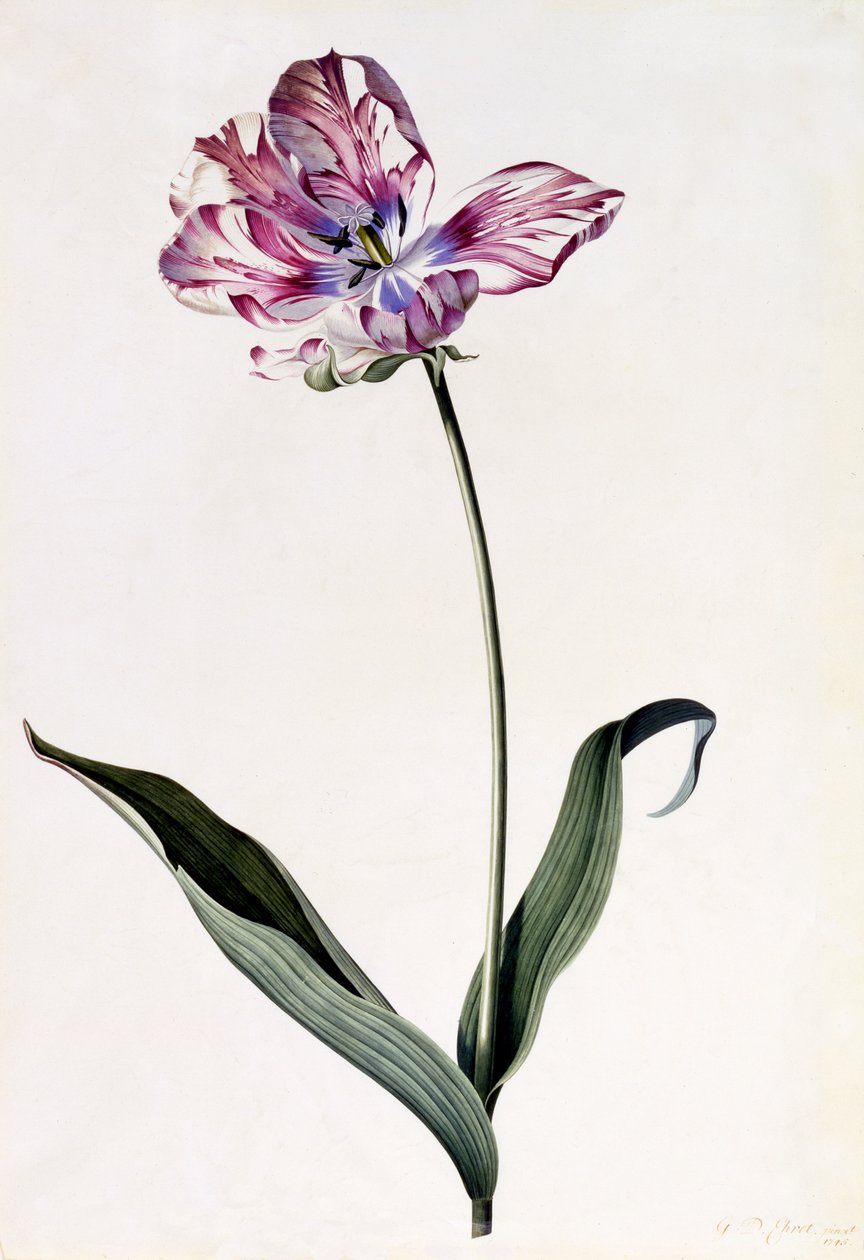 Tulipe, c.1745 - Georg Dionysius Ehret