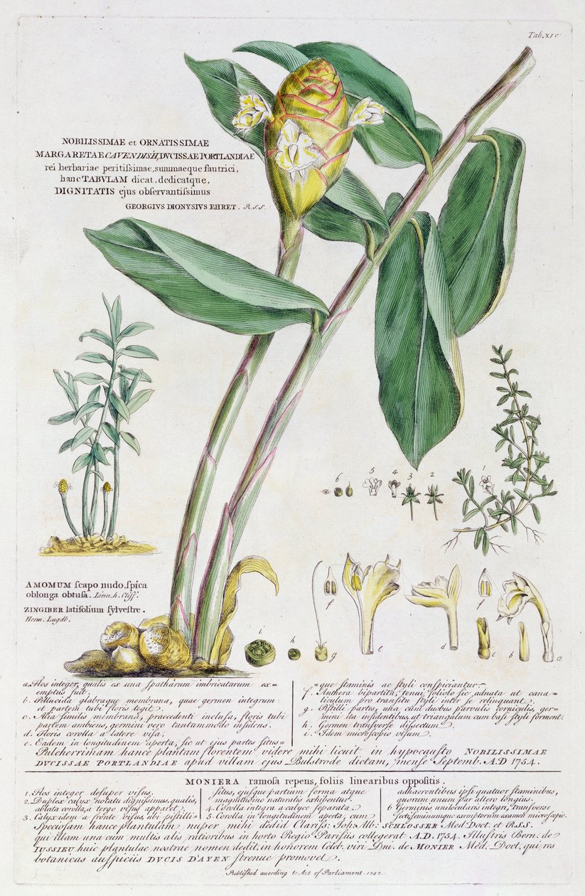 Zingiber latifolium et Amomum, 1754 - Georg Dionysius Ehret