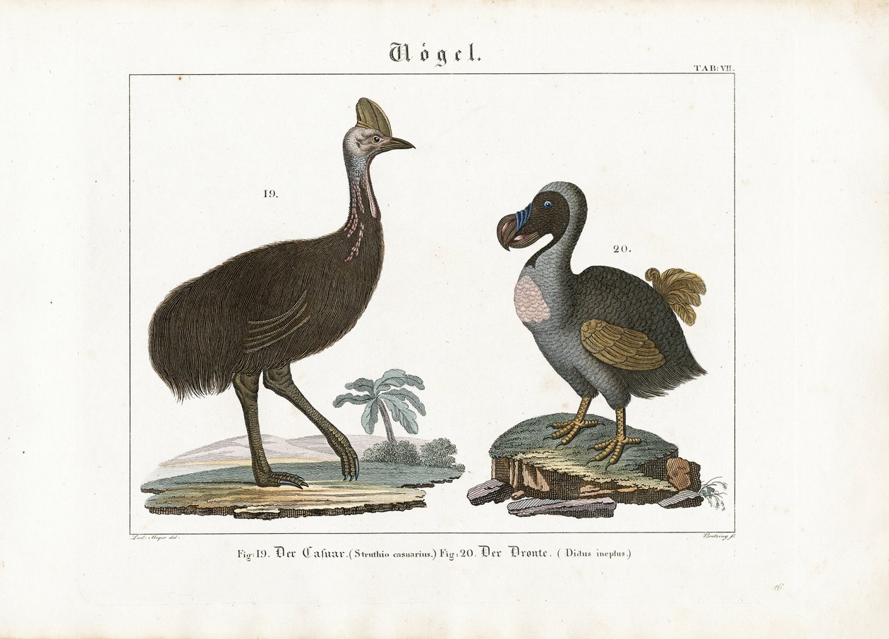 Cassowary et Dodo - Georg Bretzing