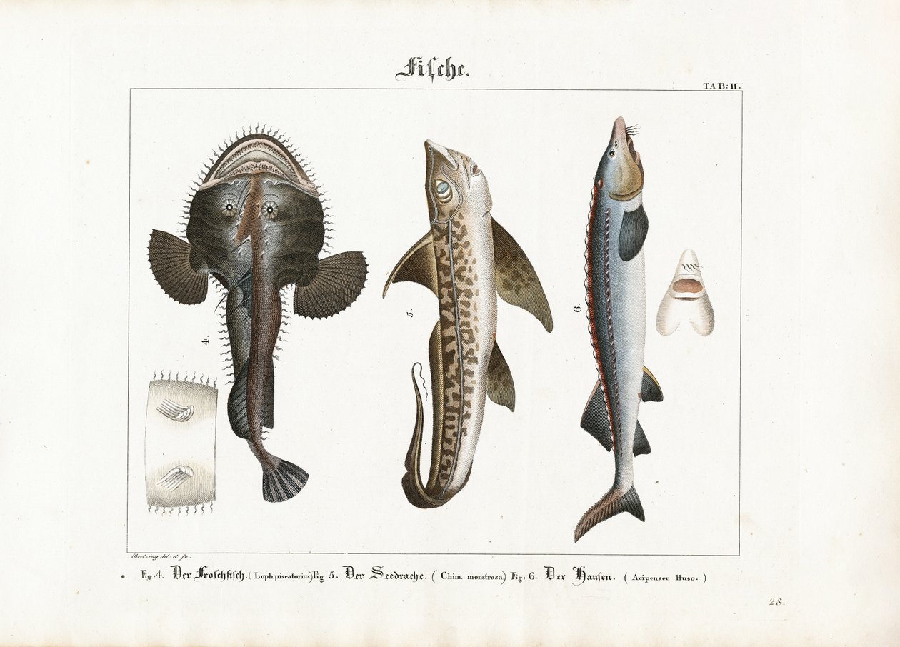 Poissons marins : Baudroie, poisson-lapin et esturgeon béluga - Georg Bretzing