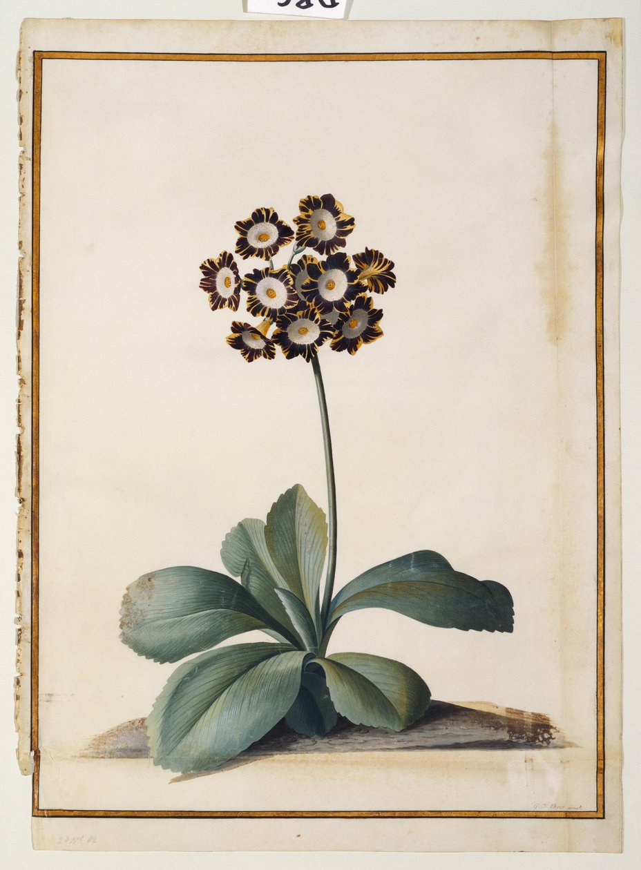 Une auricule pourpre panachée - Georg Dionysius Ehret