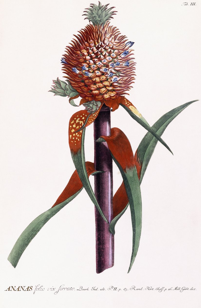Ananas - Georg Dionysius Ehret