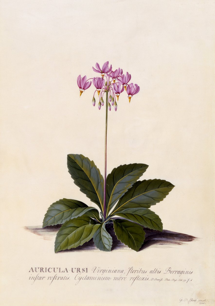 Aricula ursi, étoile filante, vers 1744 - Georg Dionysius Ehret