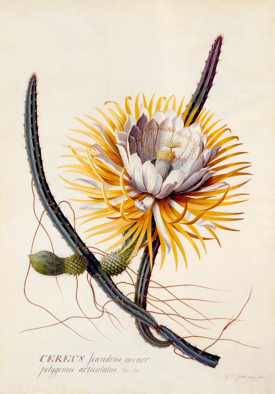 Cereus Reine de la Nuit, gravure colorée à la main, vers 1744 - "Georg Dionysius Ehret