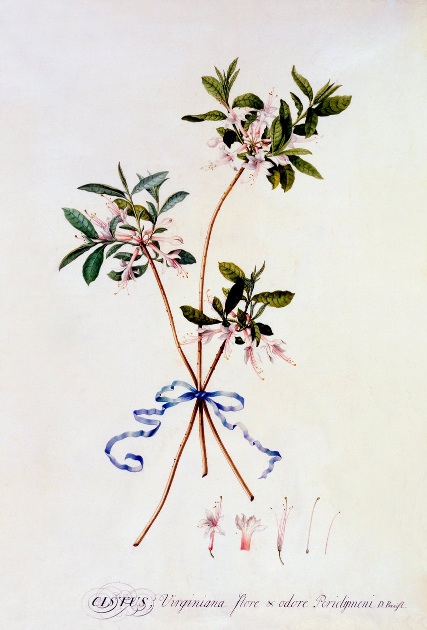 Cistus Virginiana, c. 1743 gravure coloriée à la main - "Georg Dionysius Ehret