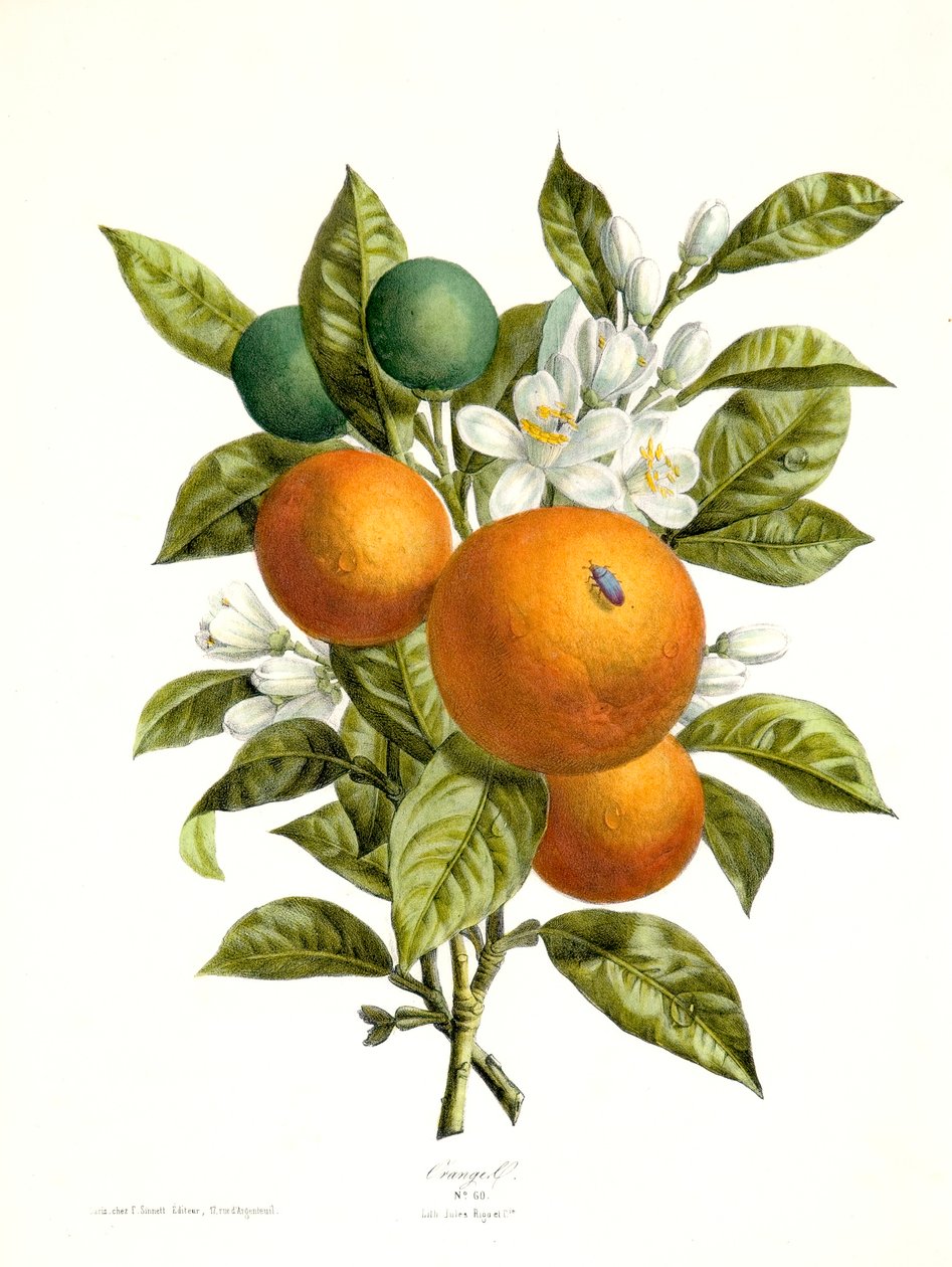 Citrus aurantiacus Orange - Georg Dionysius Ehret
