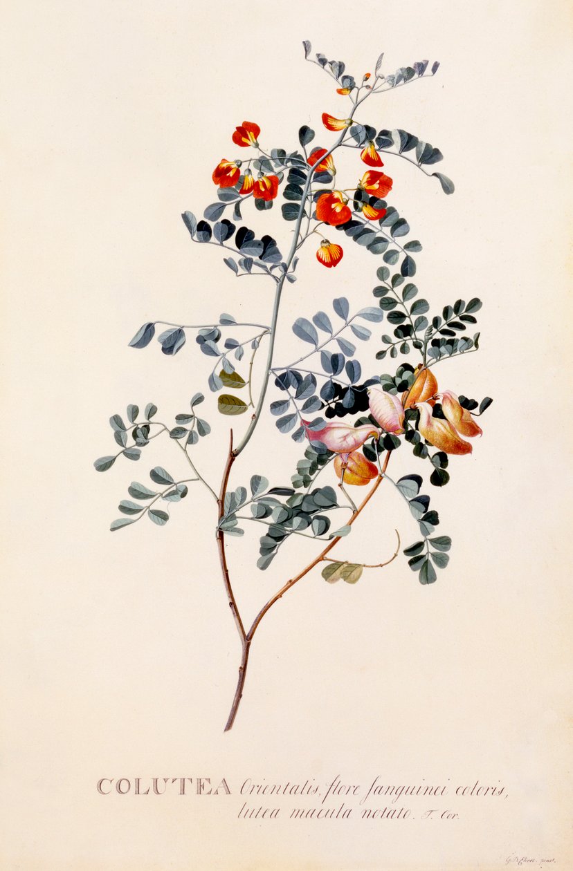 Colutea, vers 1745, gravure coloriée à la main - "Georg Dionysius Ehret