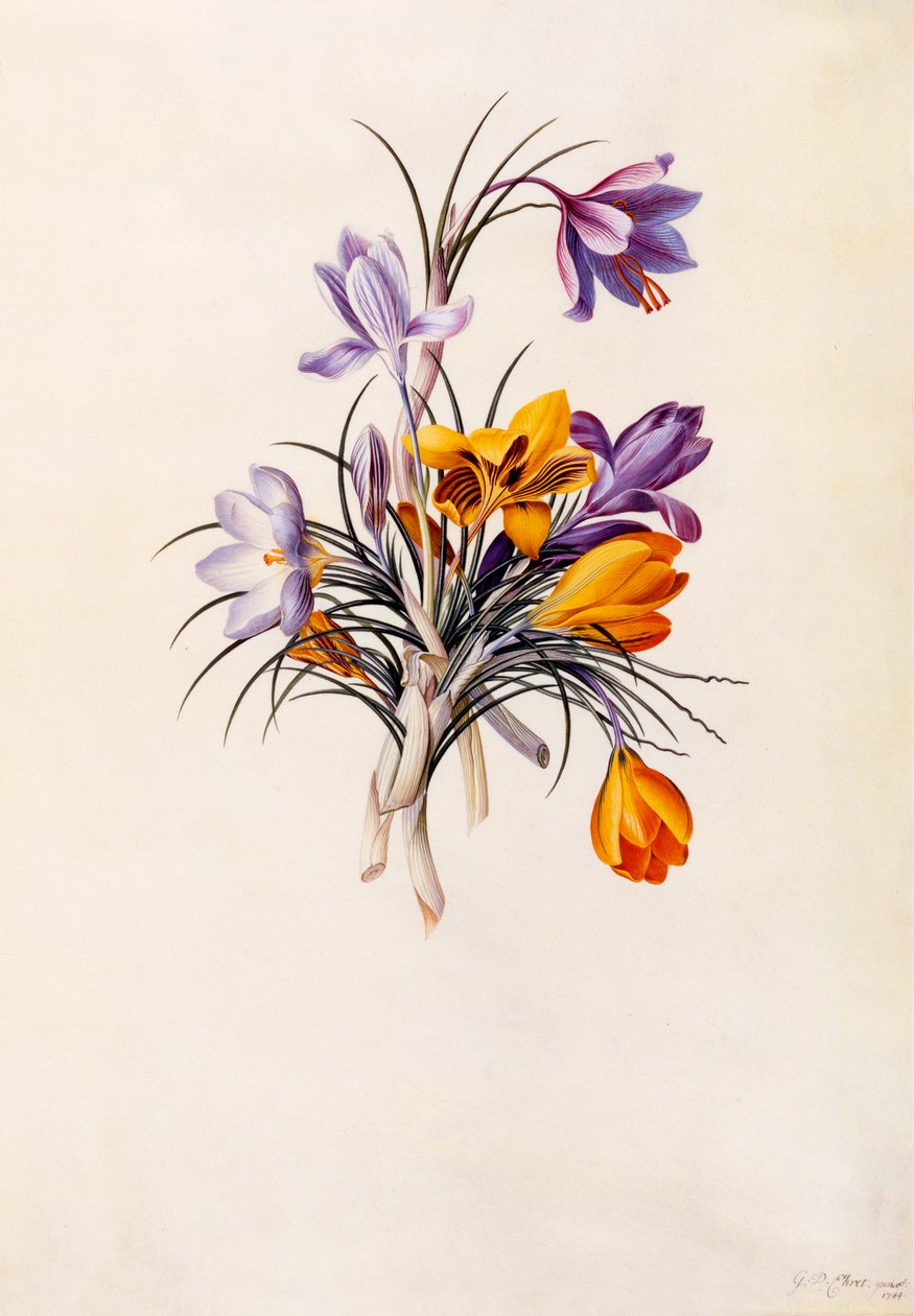 Crocus, vers 1744, gravure colorée à la main - "Georg Dionysius Ehret