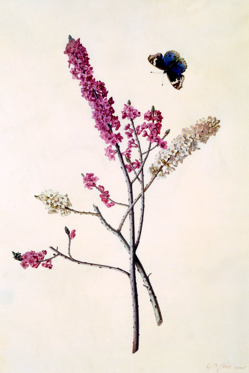 Daphne Mezereum avec papillon, vers 1740 gravure coloriée à la main - "Georg Dionysius Ehret