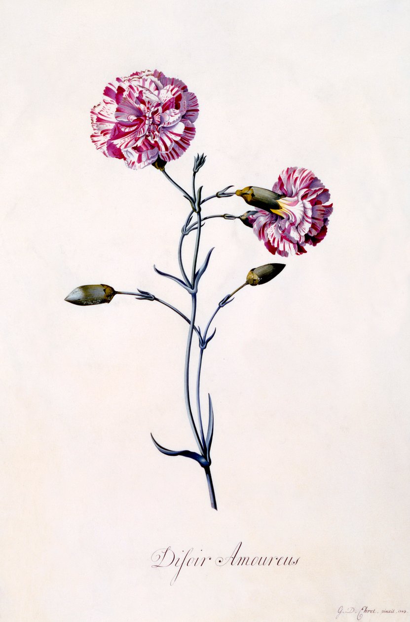 Difor Amourius Œillet, vers 1745 gravure colorée à la main - "Georg Dionysius Ehret