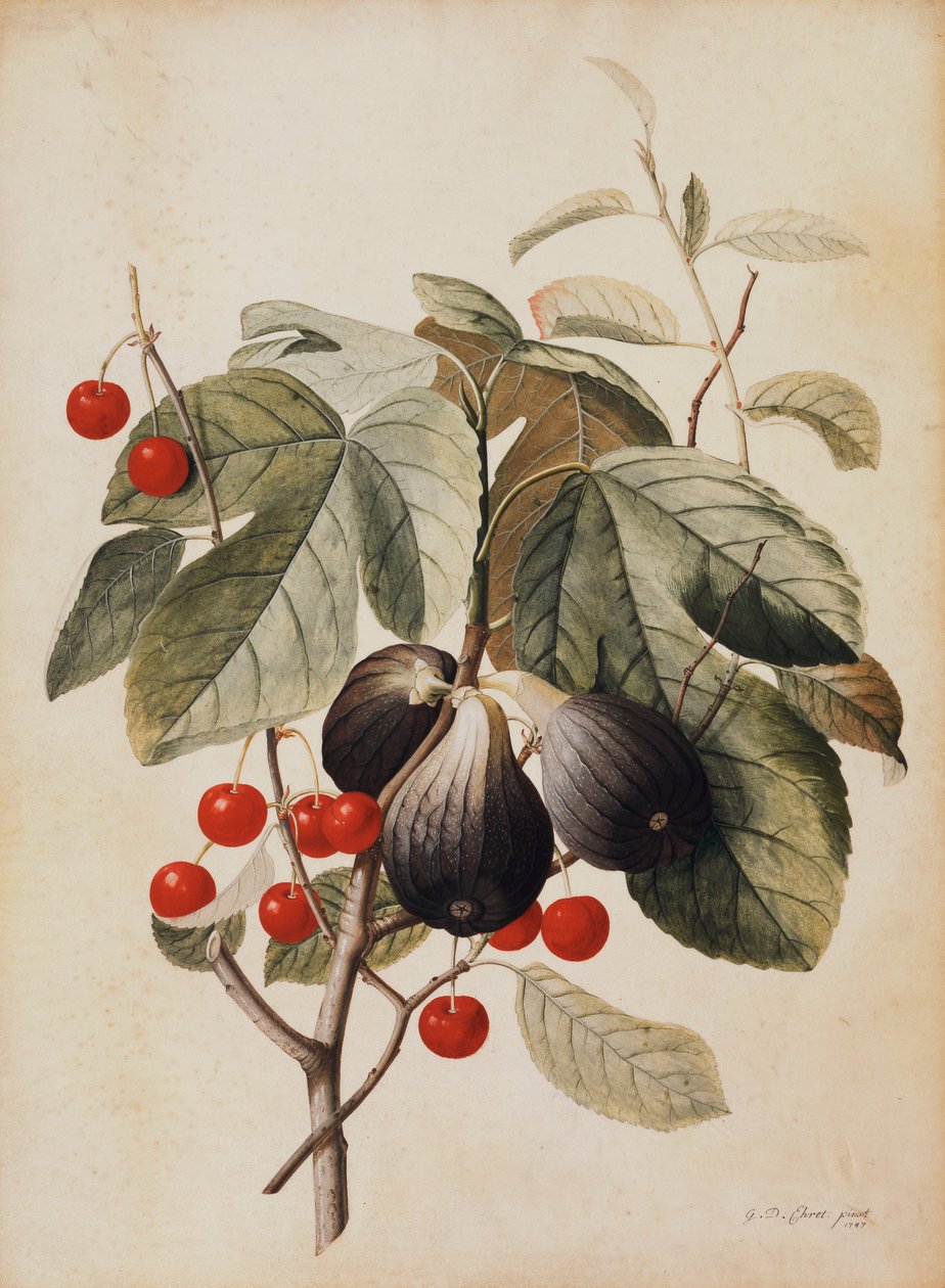 Figues et cerises, 1747 - Georg Dionysius Ehret