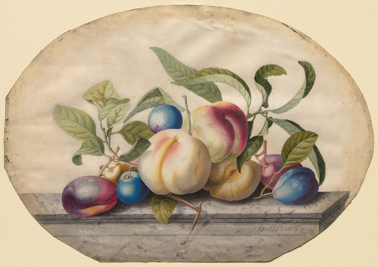 Arrangement de fruits : Pêches et prunes sur une dalle de marbre, 1742 - Georg Dionysius Ehret