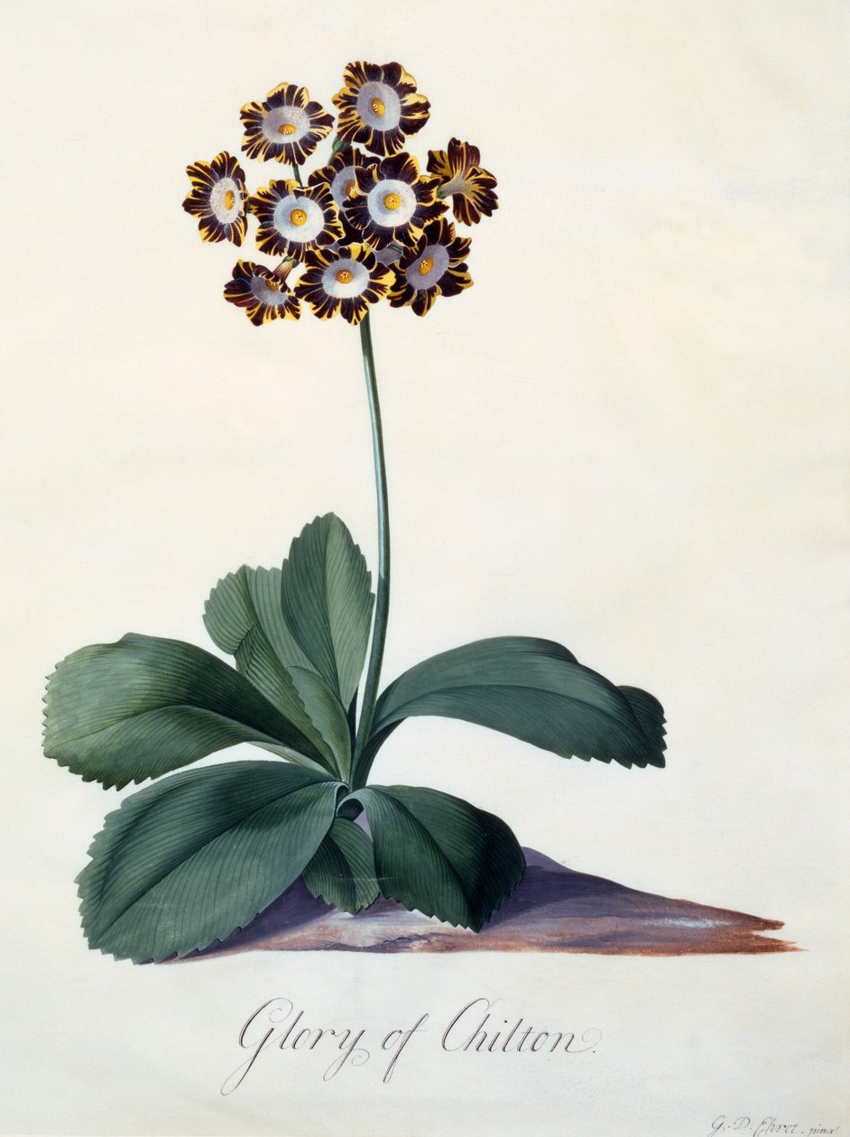 Gloire de Chilton vers 1745 gravure colorée à la main - "Georg Dionysius Ehret