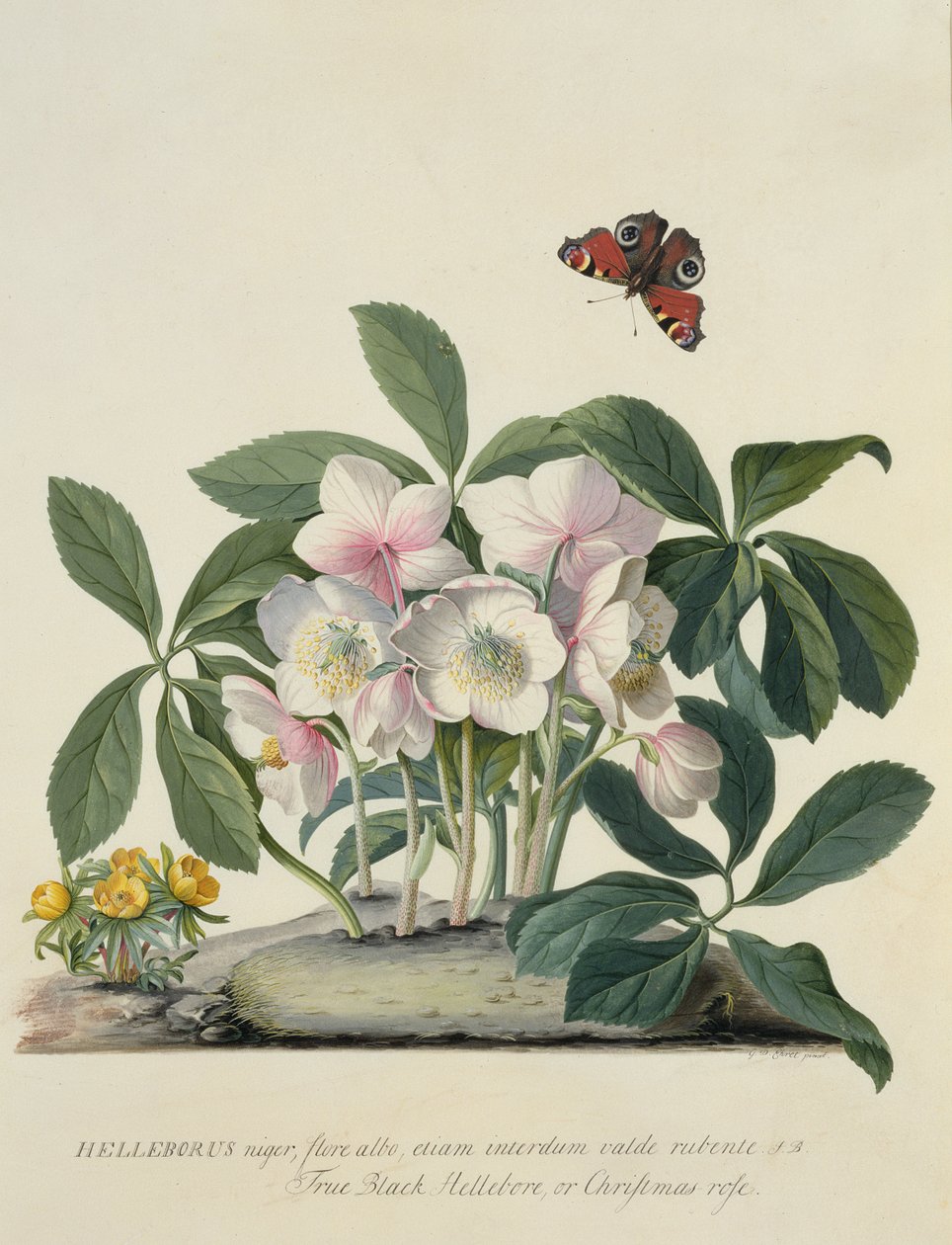 Helleborus Niger - Georg Dionysius Ehret