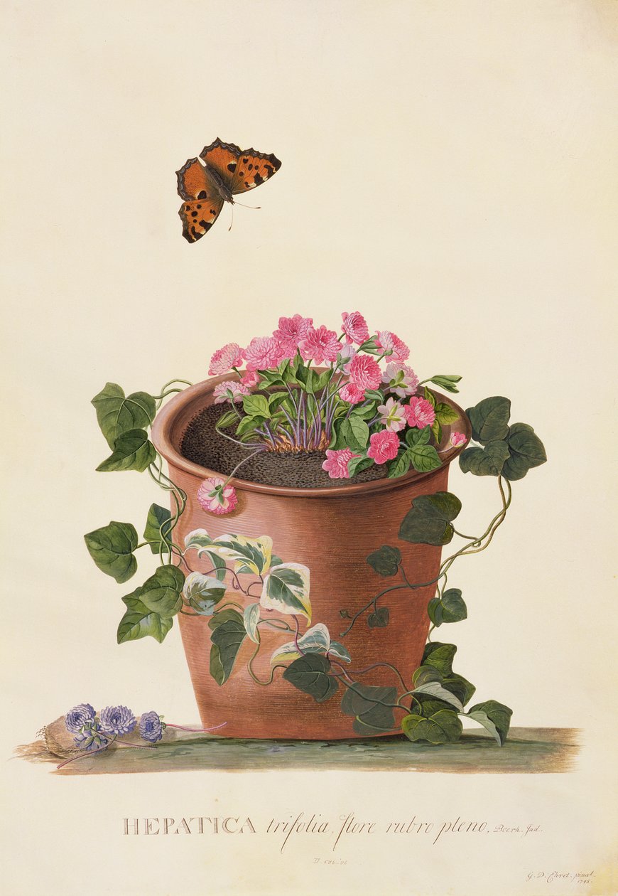 Hépatique trifolia (Nobilis), 1745 - Georg Dionysius Ehret