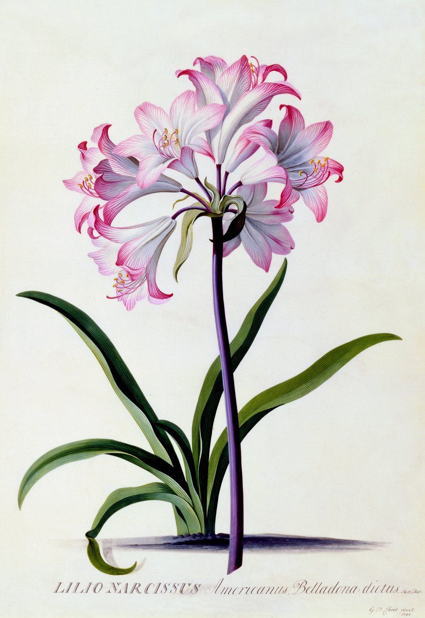 Lilio Narcissus, vers 1744 gravure coloriée à la main - "Georg Dionysius Ehret