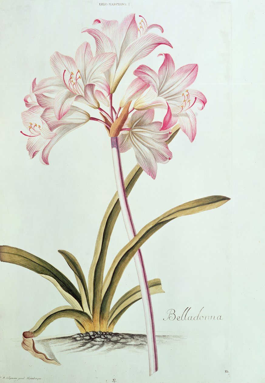 Lys : Lilium belladonna, (pl.12) de Trew