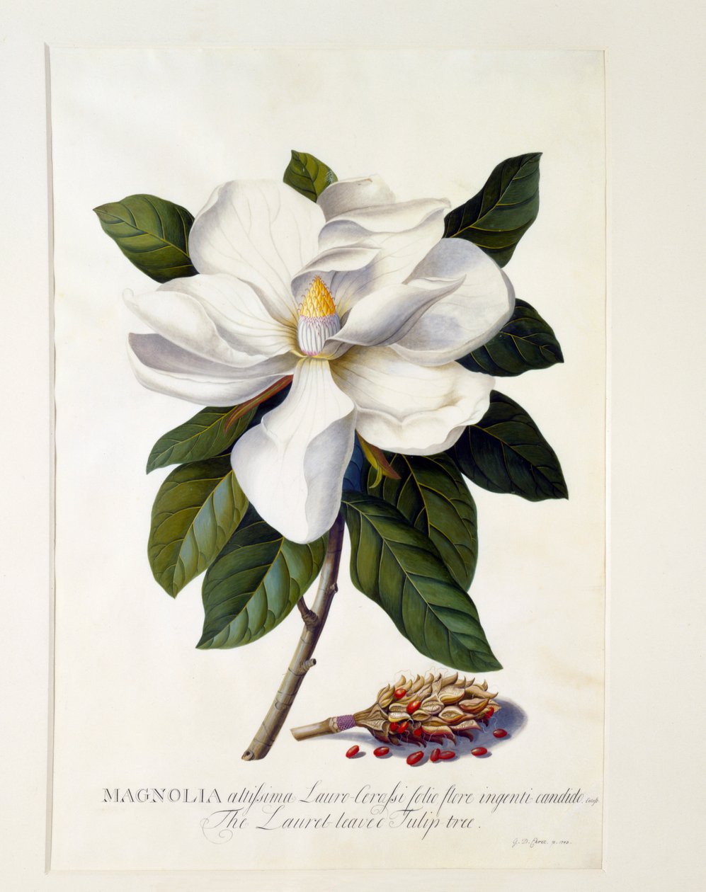 Magnolia Grandiflora, gravure colorée à la main - "Georg Dionysius Ehret