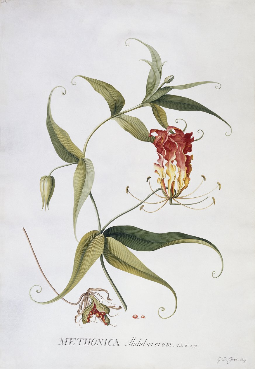 Methonica - Georg Dionysius Ehret