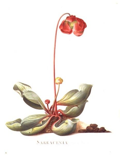Sarracenia purpurea (Plante Carnivore) 1764 - Georg Dionysius Ehret