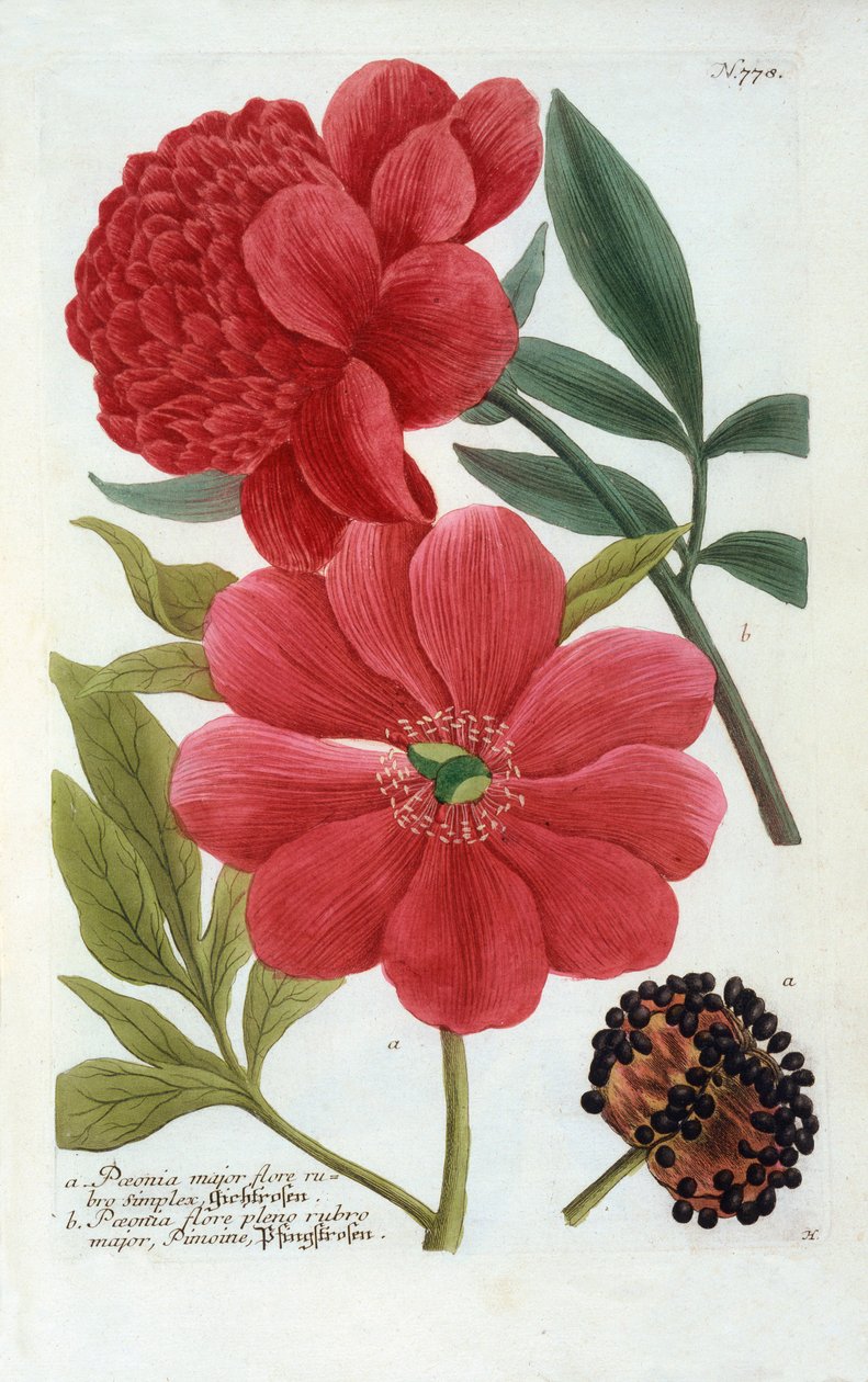 Paeonia, gravure coloriée à la main - "Georg Dionysius Ehret