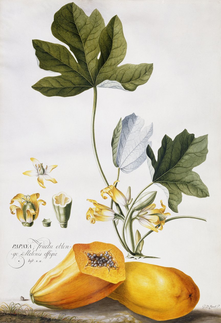 Papaye - Georg Dionysius Ehret