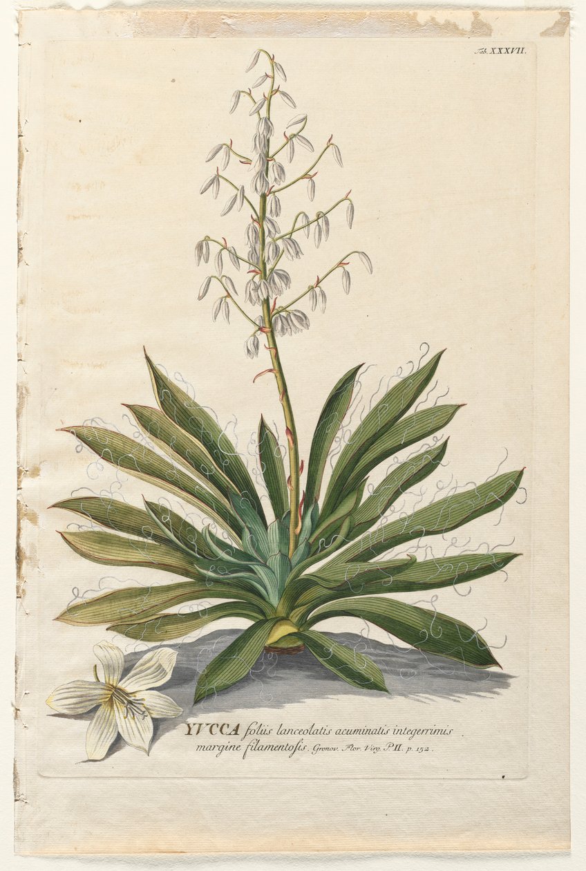 Plantae Selectae : No. 37 - Yucca - Georg Dionysius Ehret