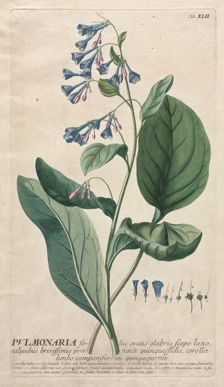 Plantae Selectae : No. 42 - Pulmonaria - Georg Dionysius Ehret