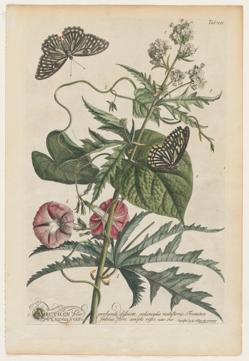 Plantae et papiliones rariores: No. 7 - Georg Dionysius Ehret