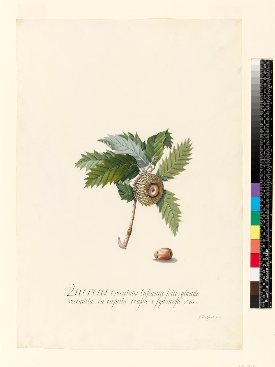 Quercus Orientalis, 1742 - Georg Dionysius Ehret