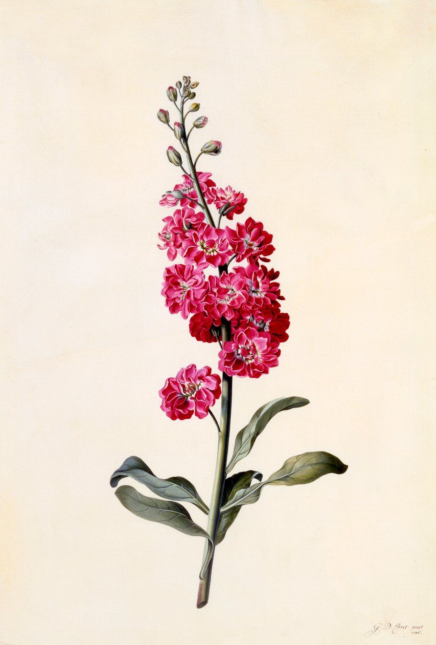 Matthiola incana, vers 1746 gravure coloriée à la main - "Georg Dionysius Ehret