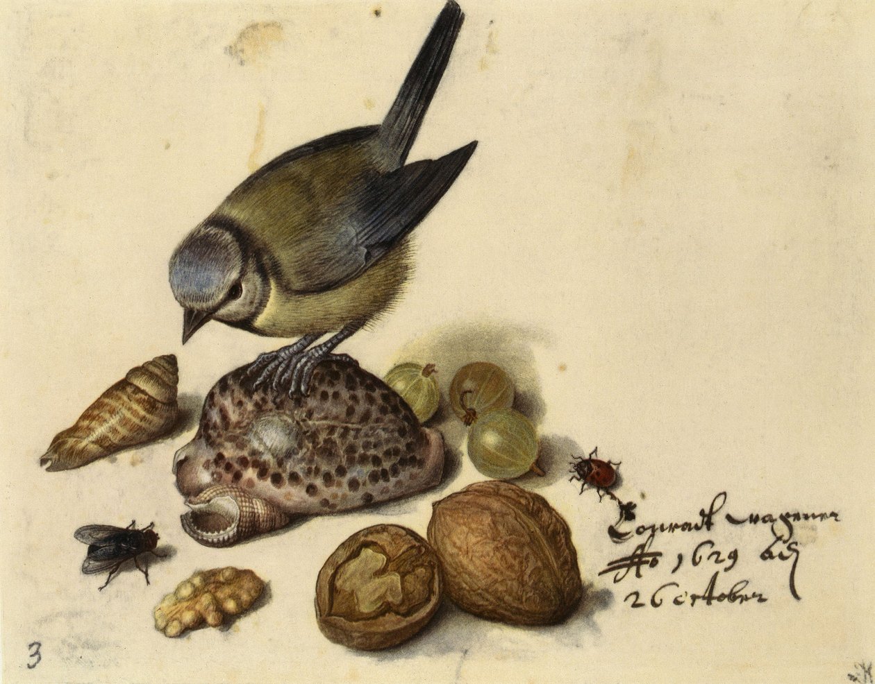 Nature morte avec mésange bleue, coquillages, fruits et insectes - Georg Flegel