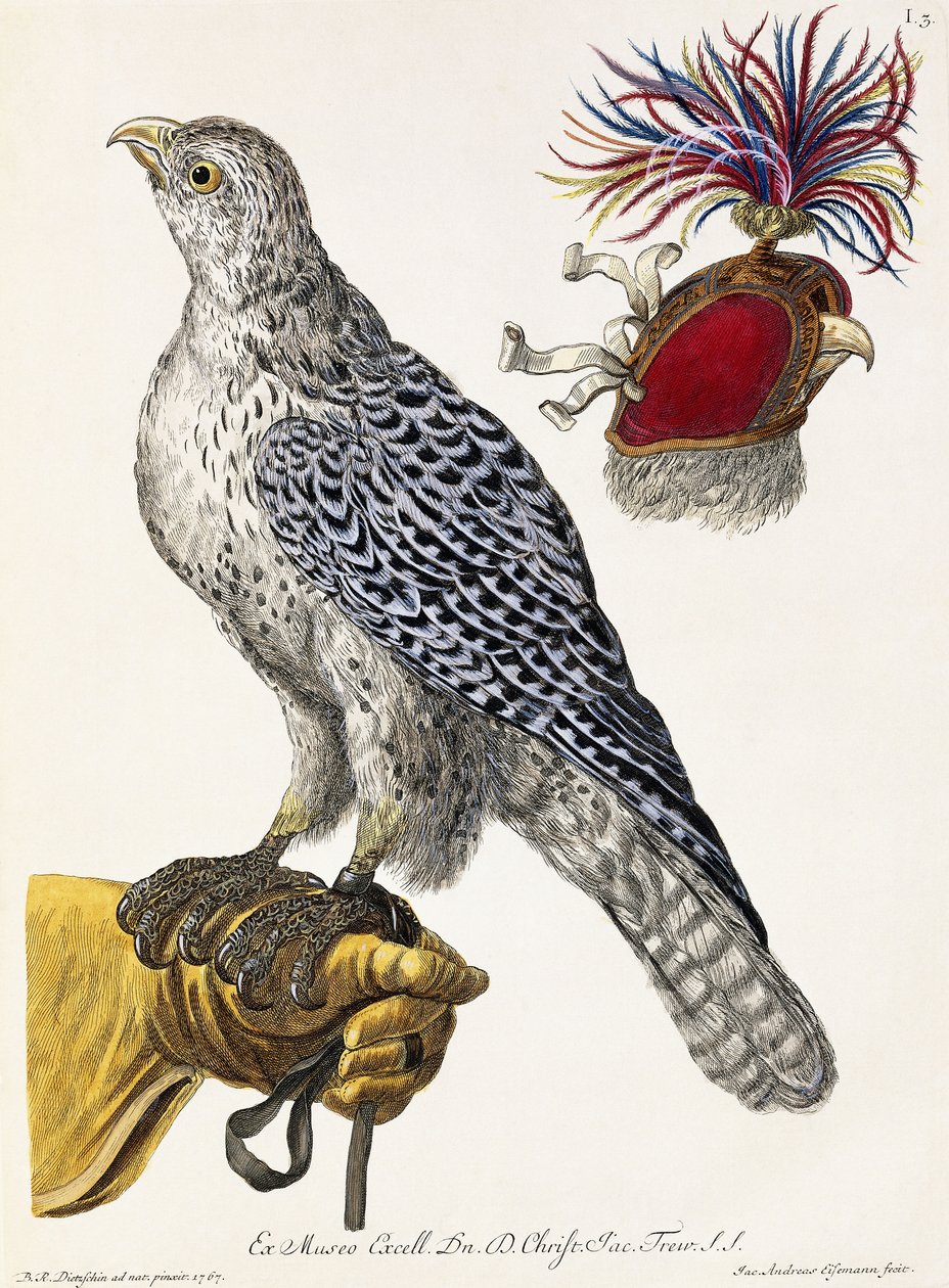 Fauconnerie, Planche 3, de "Deliciae Naturae Selectae", 1771 - Georg Wolfgang Knorr