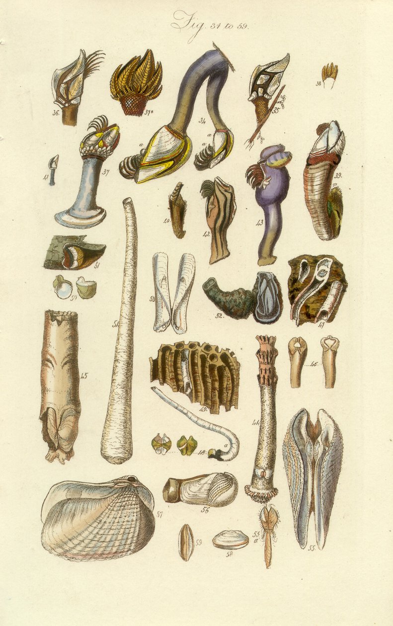 Manuel conchologique, Planche 2. Bernacle et autres coquillages - George B. Sowerby