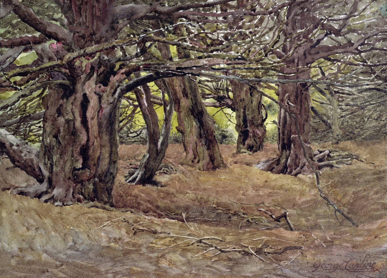 Ifs dans le vieux bois d
