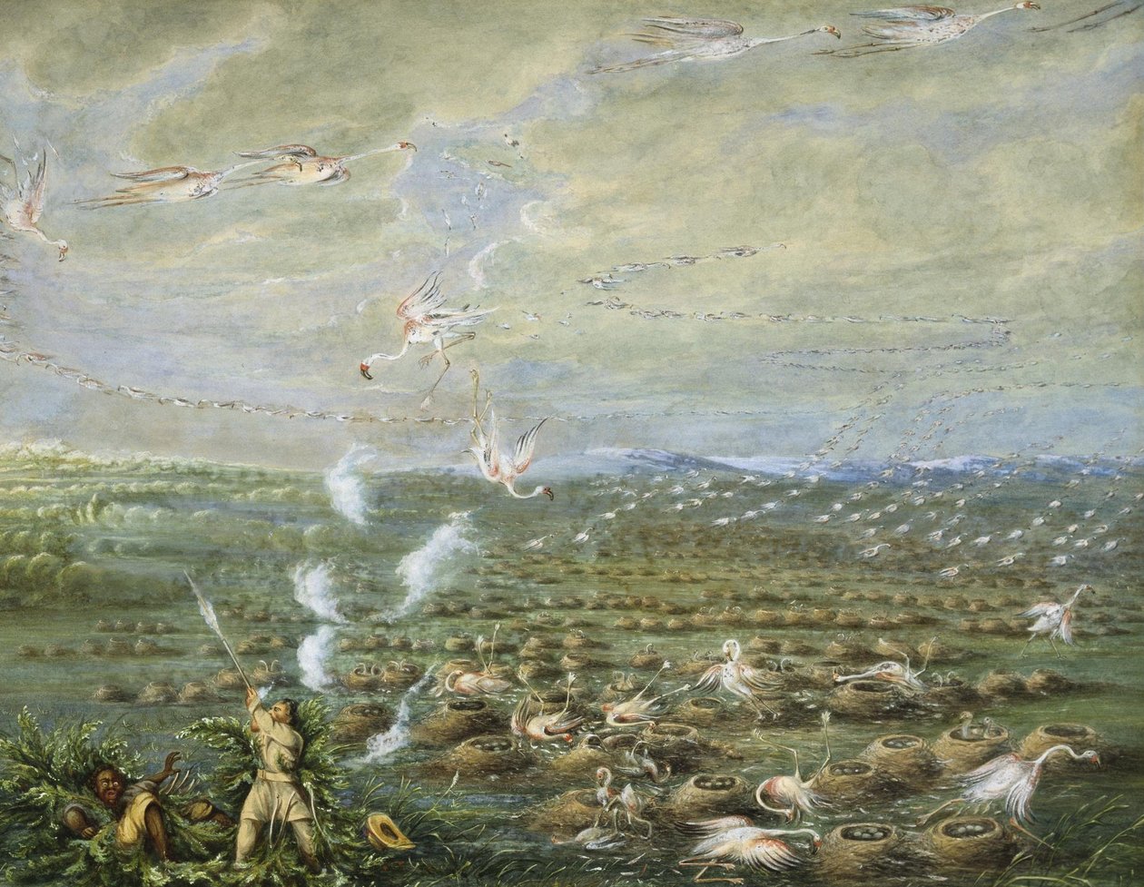 Chasse au flamant rose en Amérique du Sud - George Catlin