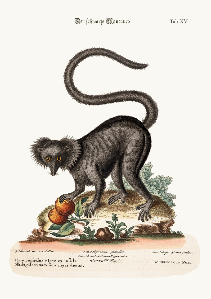 Le Maucauco noir, 1749-73 - George Edwards