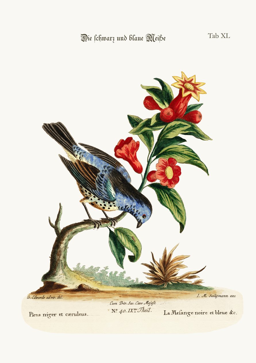 La mésange charbonnière et bleue, 1749-73 - George Edwards