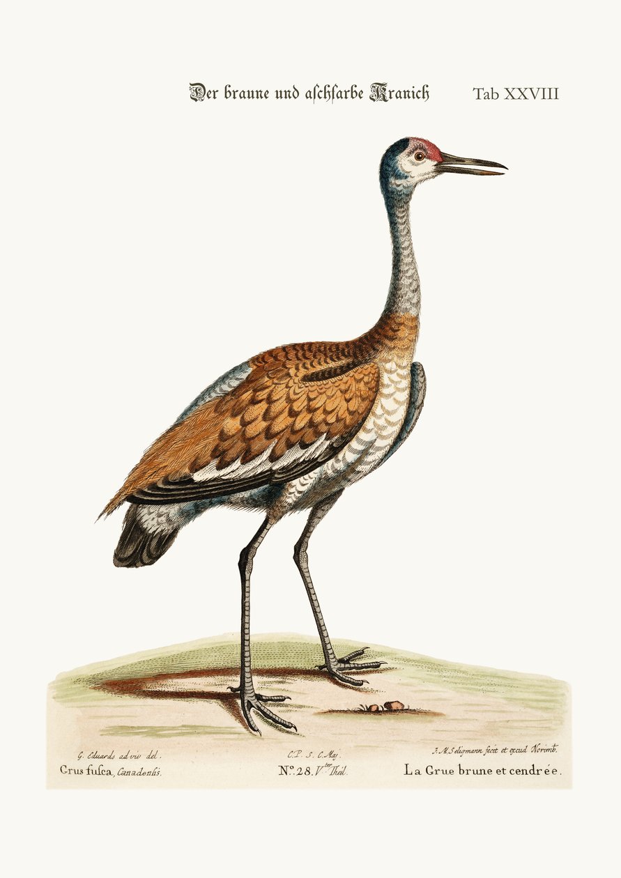 La grue brune et cendrée, 1749-73 - George Edwards