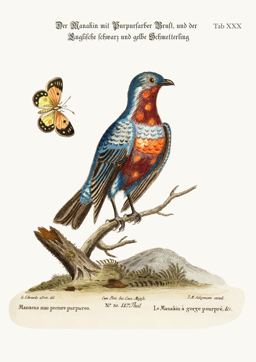 Le Coq Manakin à poitrine pourpre, 1749-73 - George Edwards
