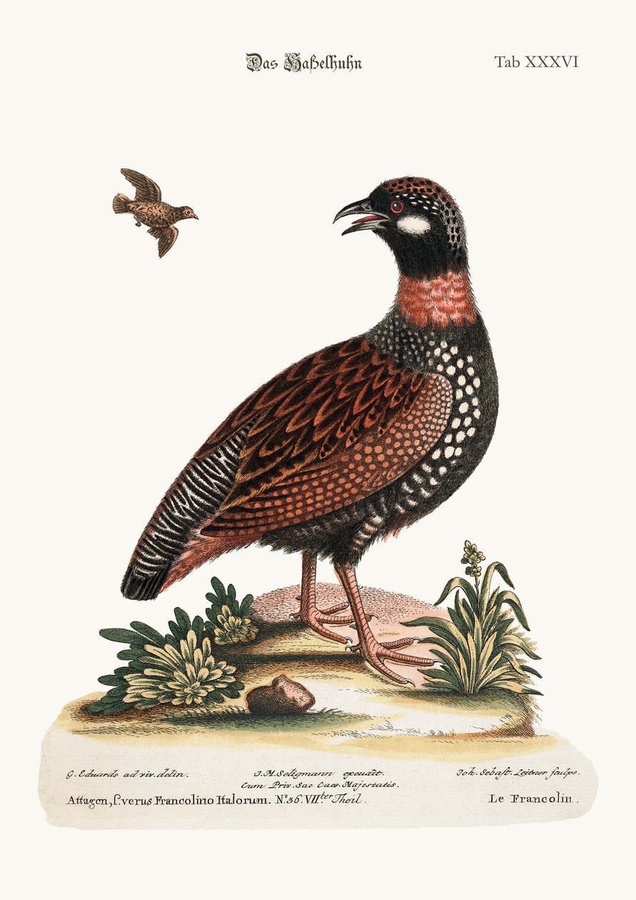 Le Francolin, 1749-73 - George Edwards