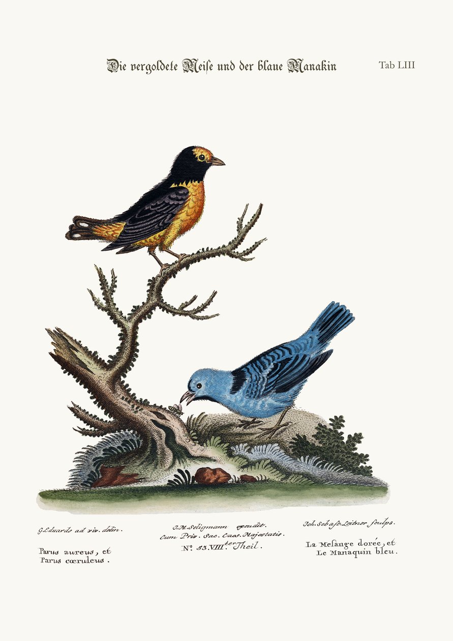 La Mésange dorée et le Manakin bleu, 1749-73 - George Edwards