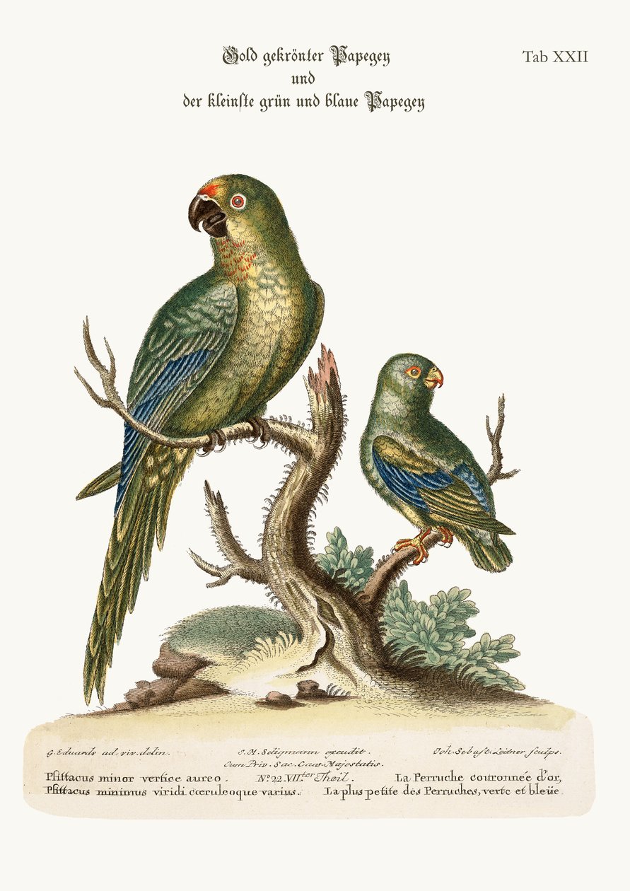 Le Perruche à couronne dorée et le plus petit Perruche verte et bleue, 1749-73 - George Edwards