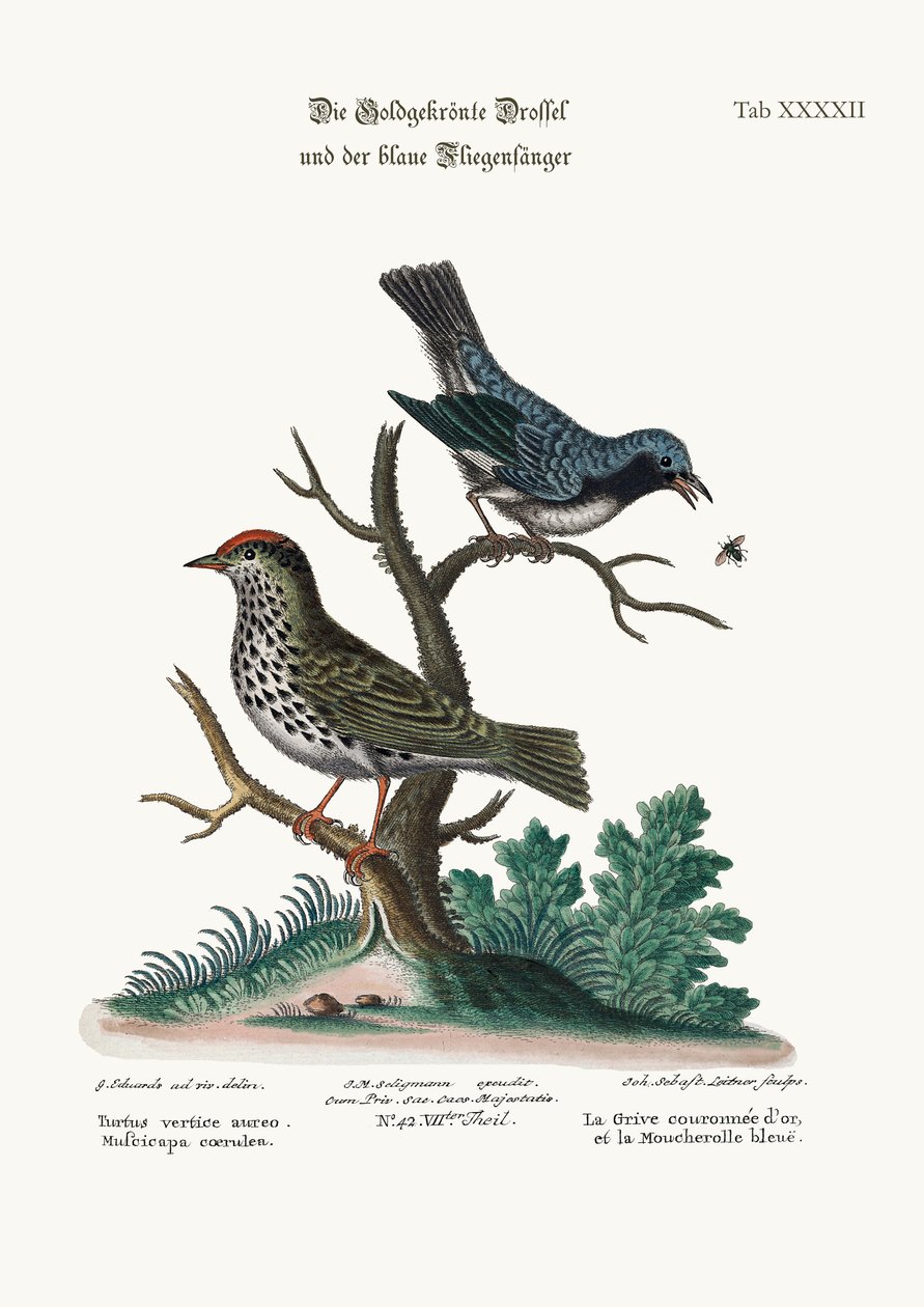 Le Paruline couronné d