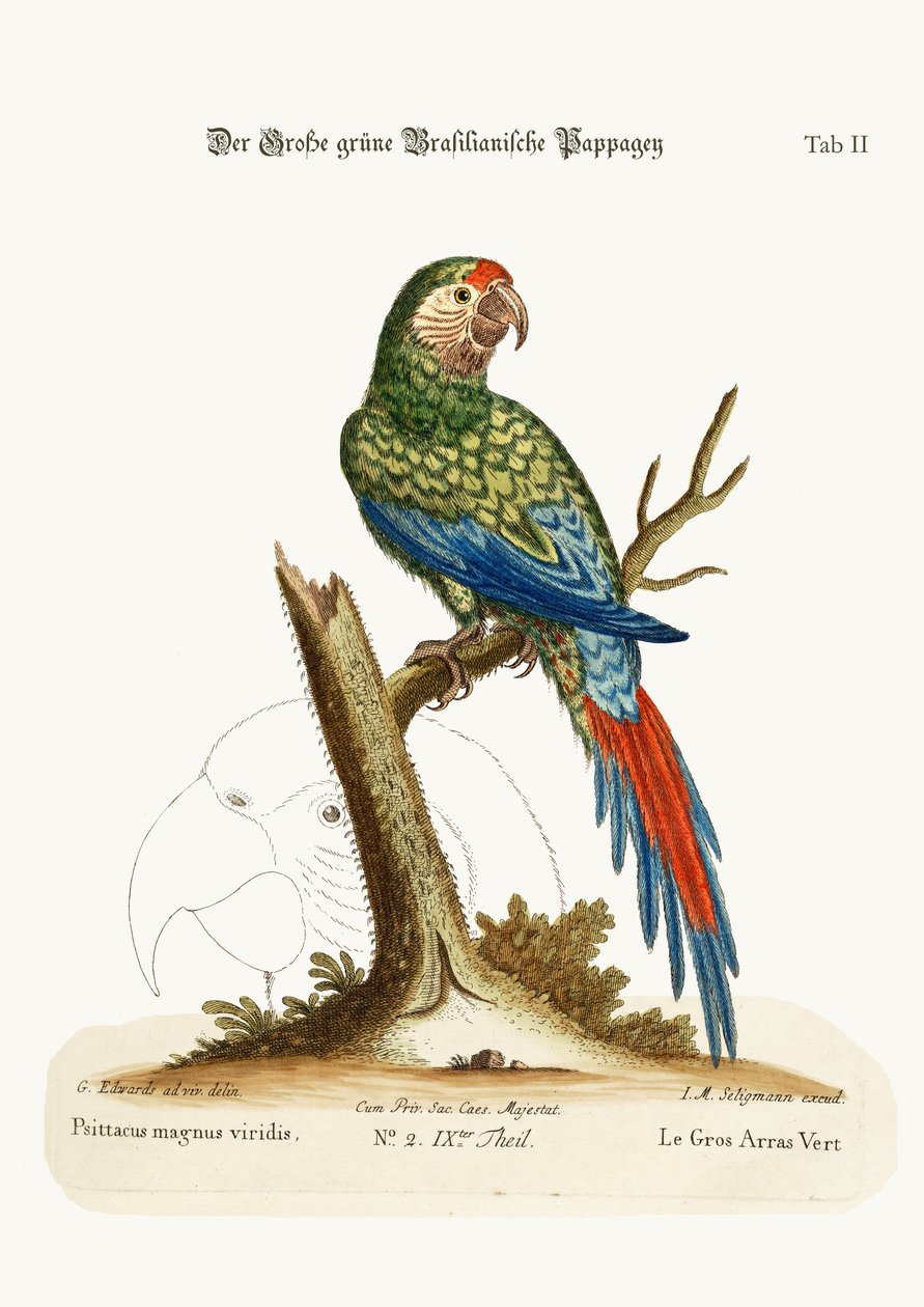 Le Grand Ara Vert, 1749-73 - George Edwards