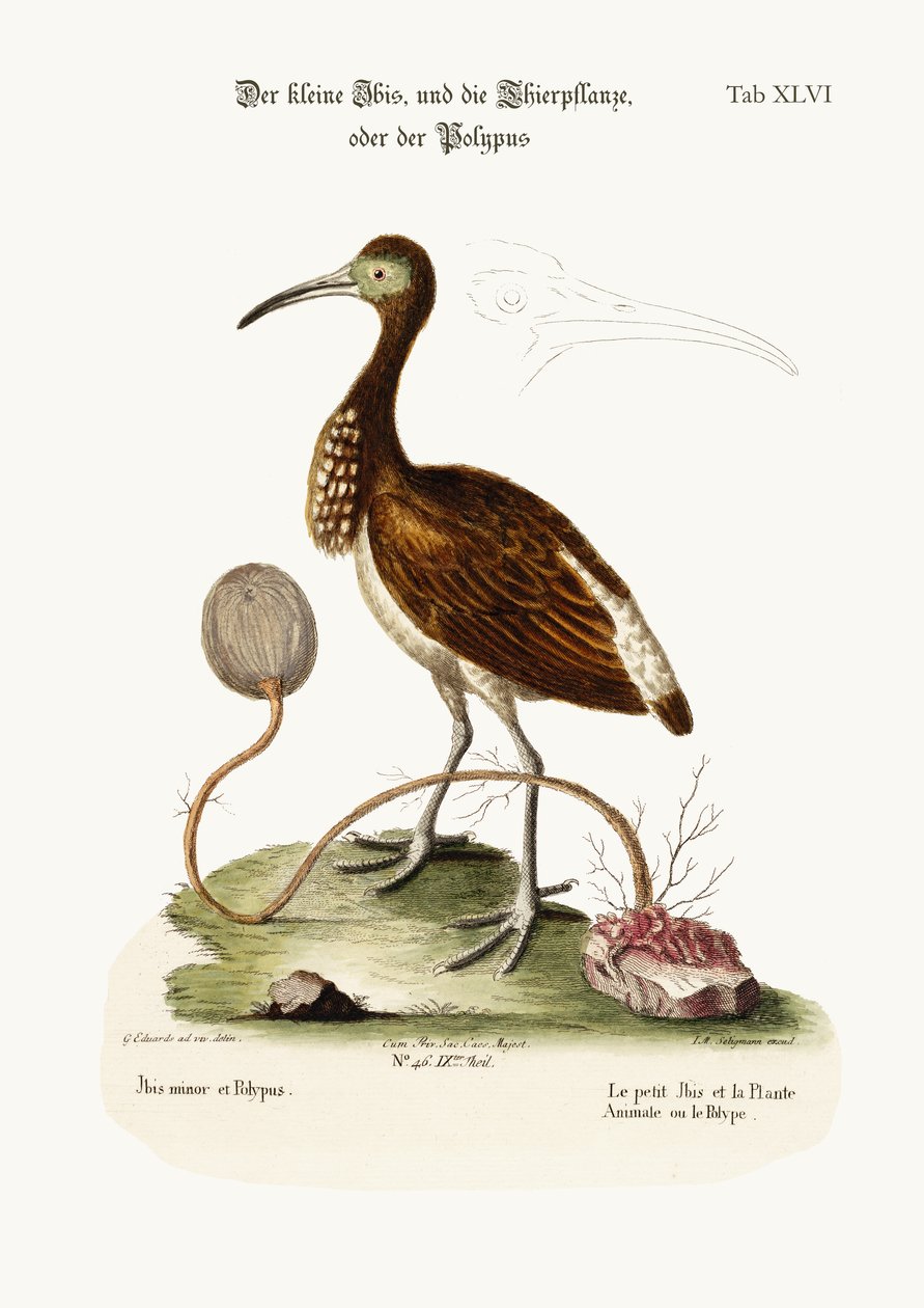Le Petit Ibis et l