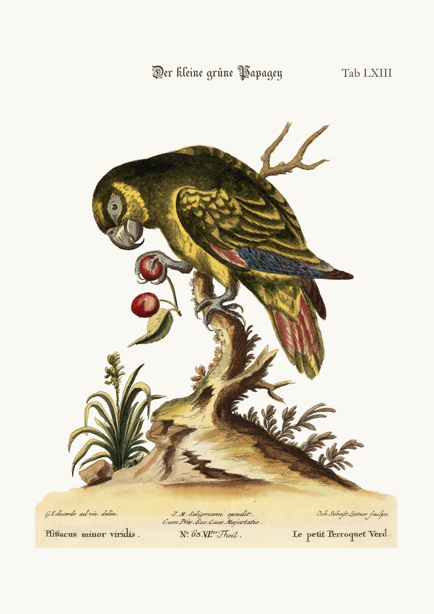 Le petit perroquet vert, 1749-73 - George Edwards