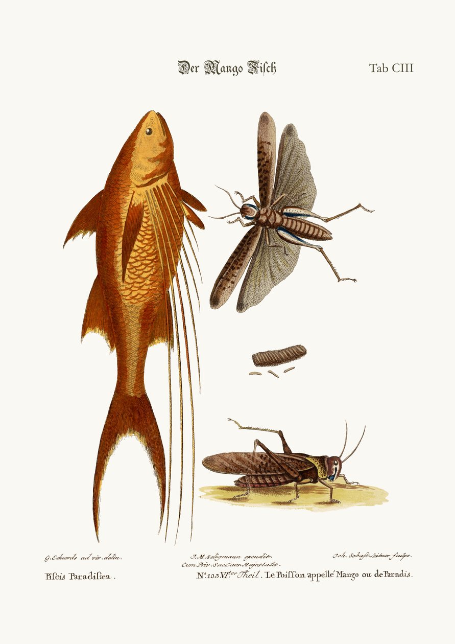 Le Poisson-Mangue. La Grande Sauterelle Brune, 1749-73 - George Edwards