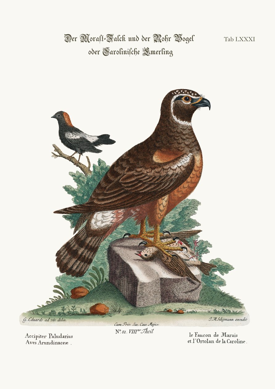 Le busard des marais et les oiseaux des roseaux, 1749-73 - George Edwards